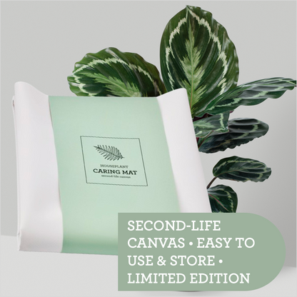 Generosa Plant Care Starter Bundle - The Starter Kit for Healthy Plants | Plant Food 50ml, Leaf Cleanser 200ml, Caring Mat 60x70cm-3
