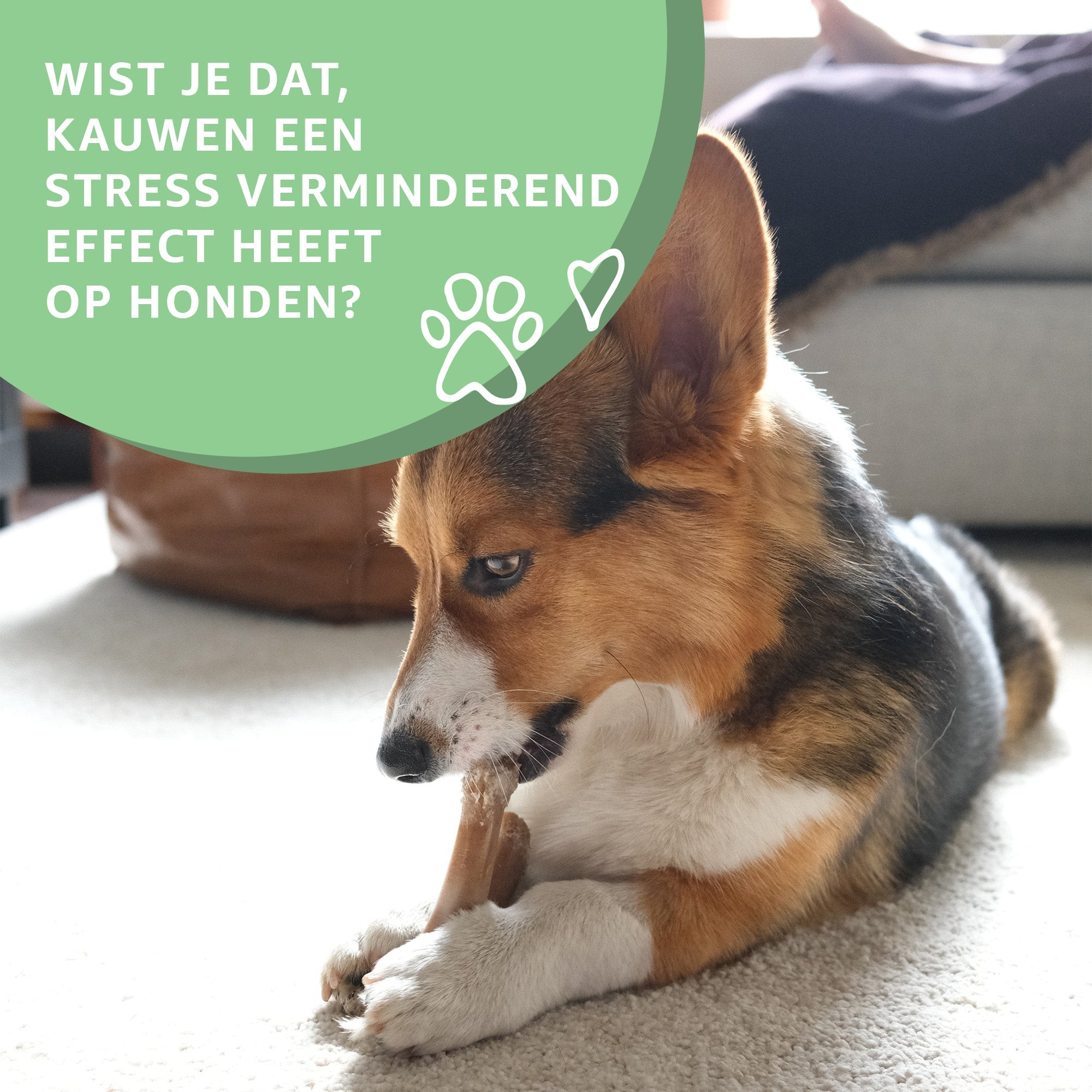 Give your dog a bright, healthy life!