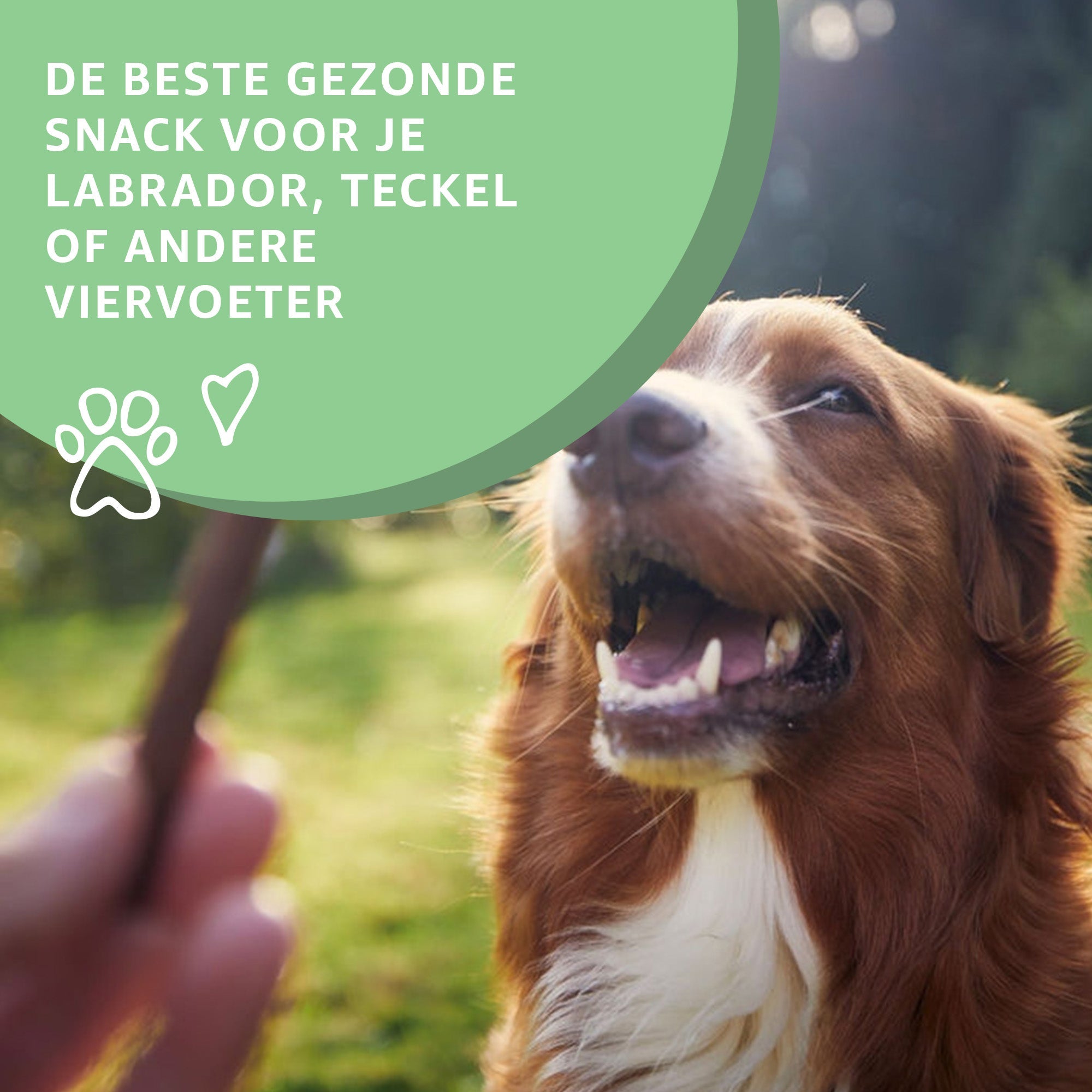 Strengthen the bond, let your dog shine!